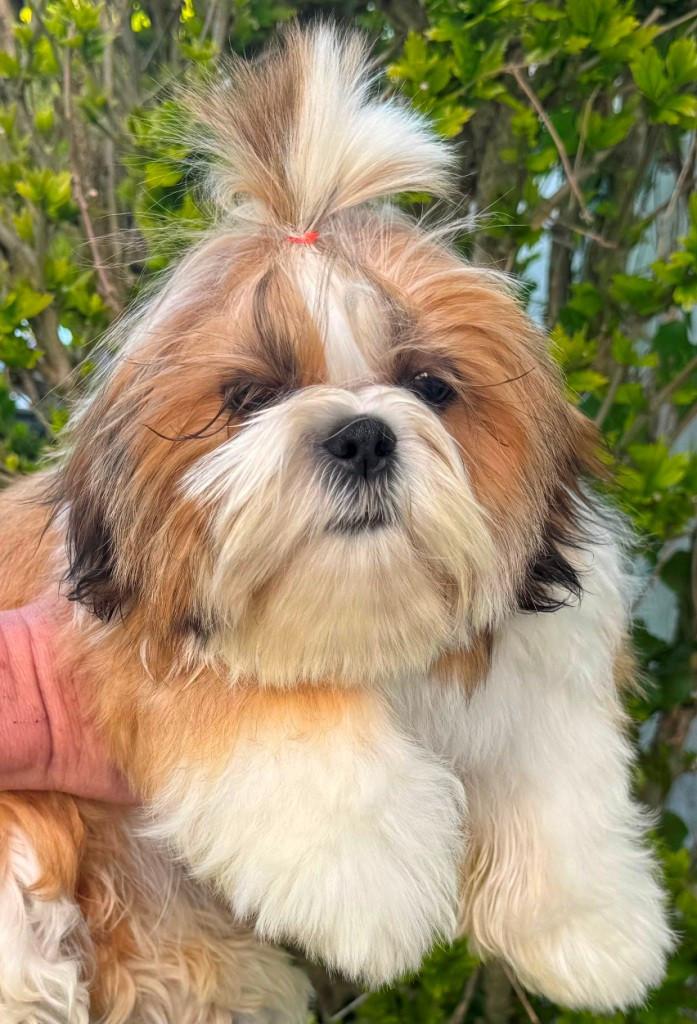 des Merveilles D'Oceane - Chiots disponibles - Shih Tzu