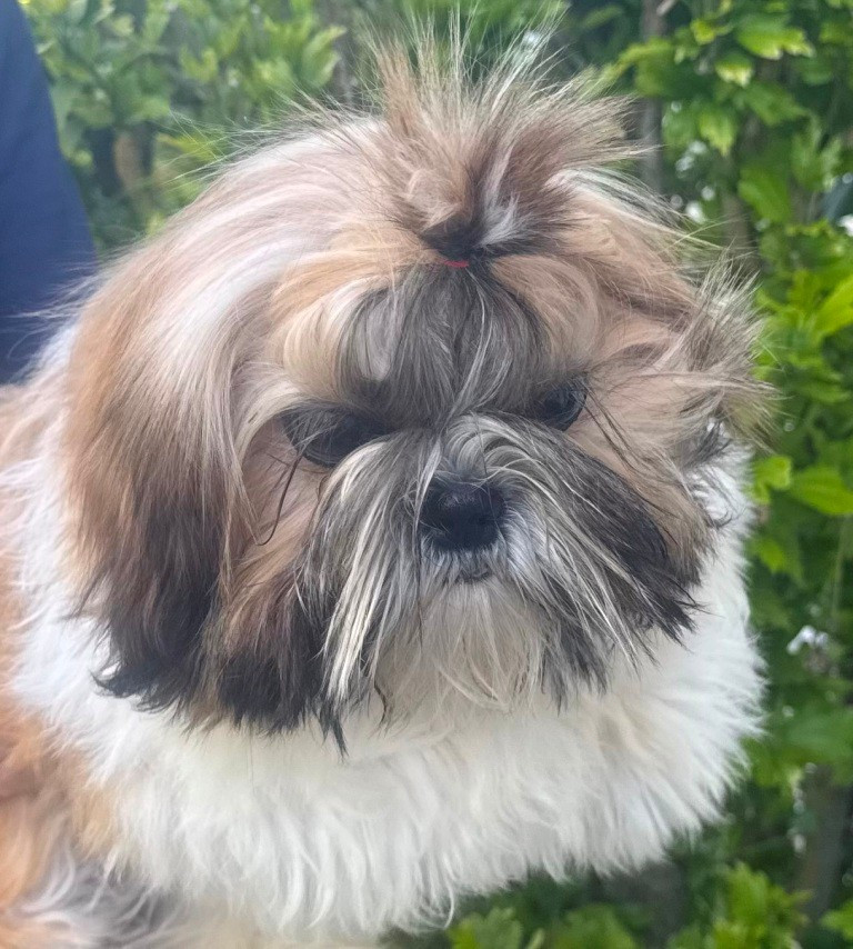 des Merveilles D'Oceane - Chiots disponibles - Shih Tzu