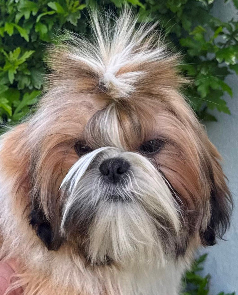 des Merveilles D'Oceane - Chiots disponibles - Shih Tzu