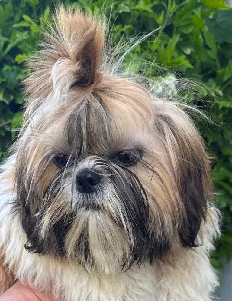 des Merveilles D'Oceane - Chiots disponibles - Shih Tzu