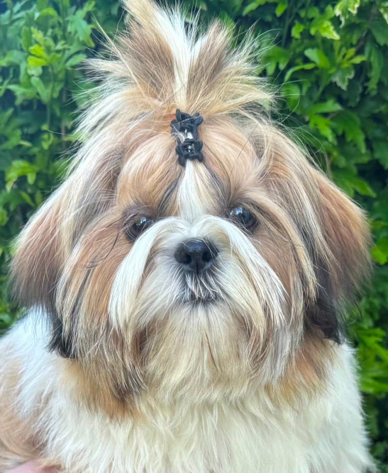 des Merveilles D'Oceane - Chiots disponibles - Shih Tzu