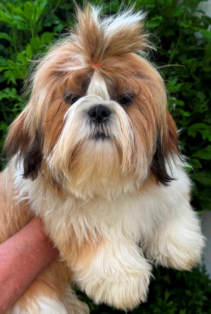 des Merveilles D'Oceane - Chiots disponibles - Shih Tzu