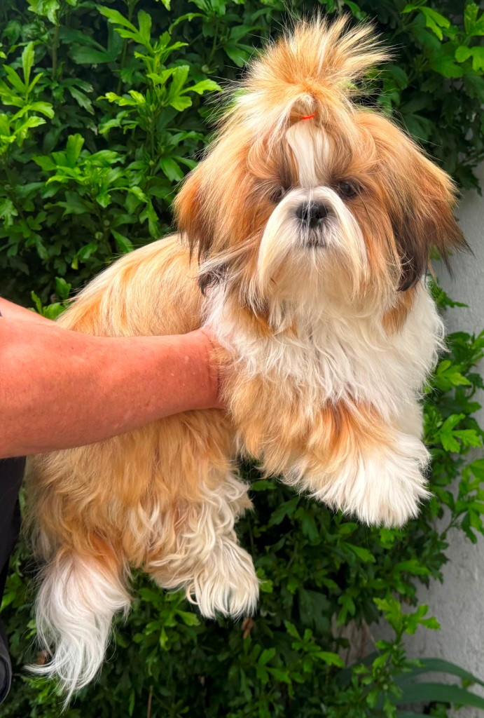 des Merveilles D'Oceane - Chiots disponibles - Shih Tzu