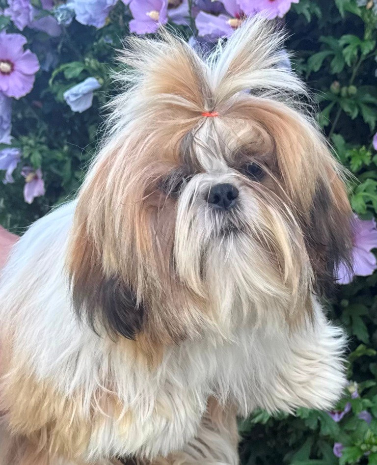 des Merveilles D'Oceane - Chiots disponibles - Shih Tzu