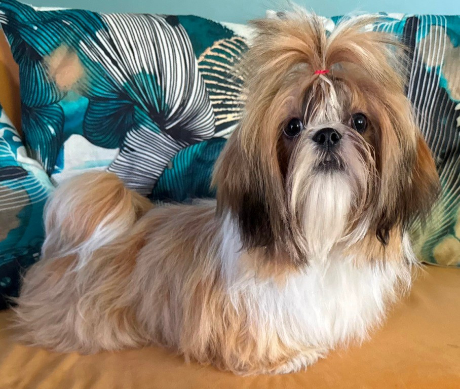 des Merveilles D'Oceane - Chiots disponibles - Shih Tzu