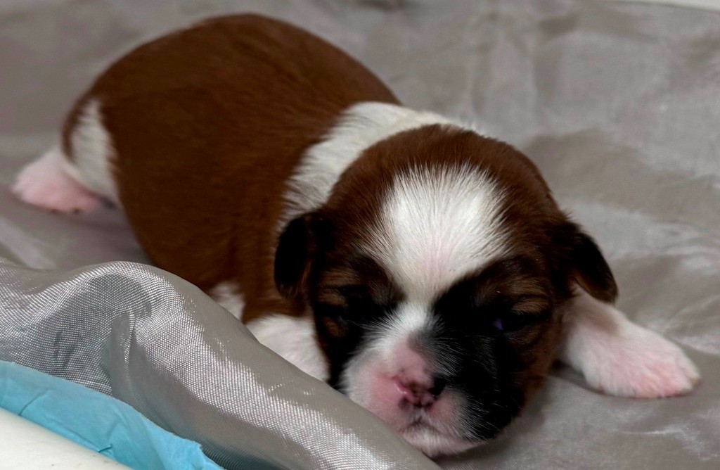 des Merveilles D'Oceane - Chiots disponibles - Shih Tzu