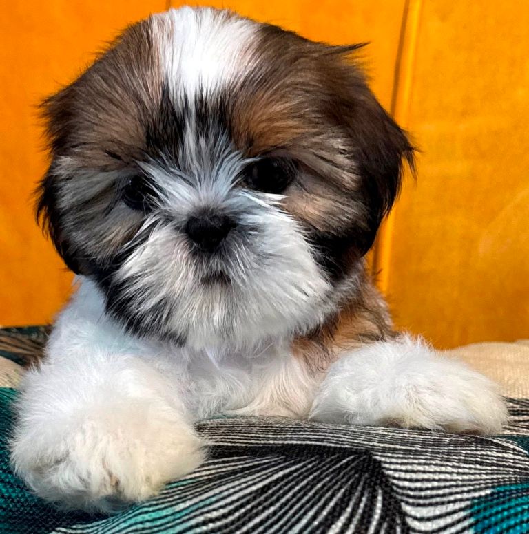 des Merveilles D'Oceane - Chiots disponibles - Shih Tzu