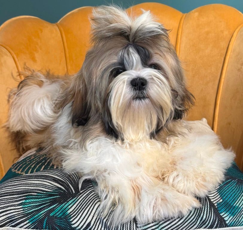 des Merveilles D'Oceane - Chiots disponibles - Shih Tzu