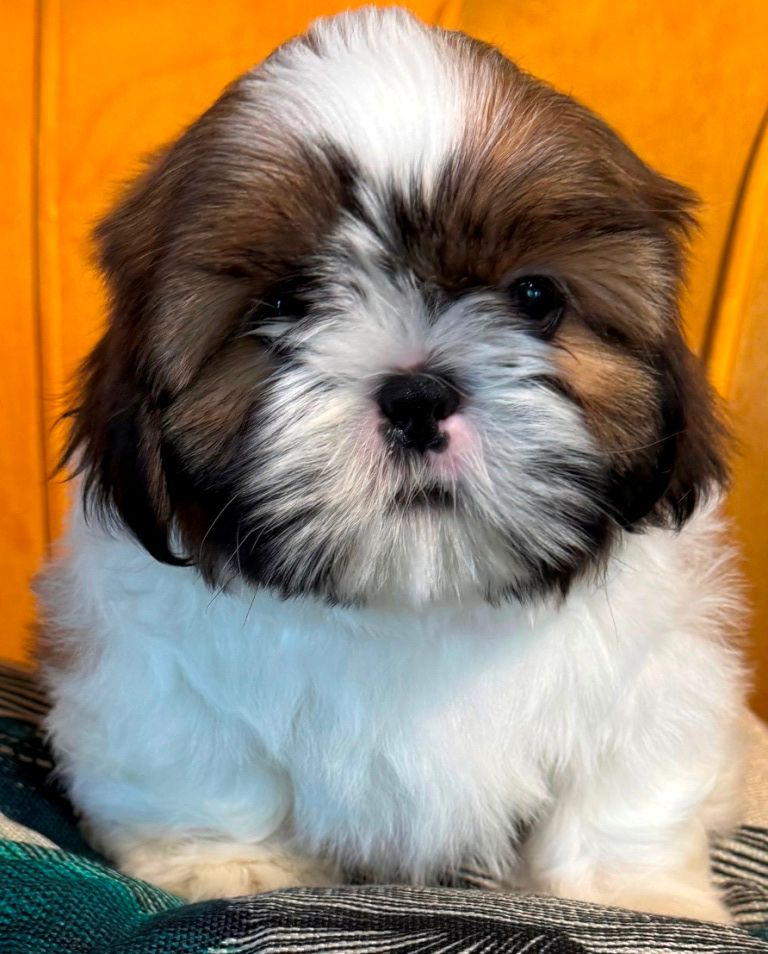 des Merveilles D'Oceane - Chiots disponibles - Shih Tzu