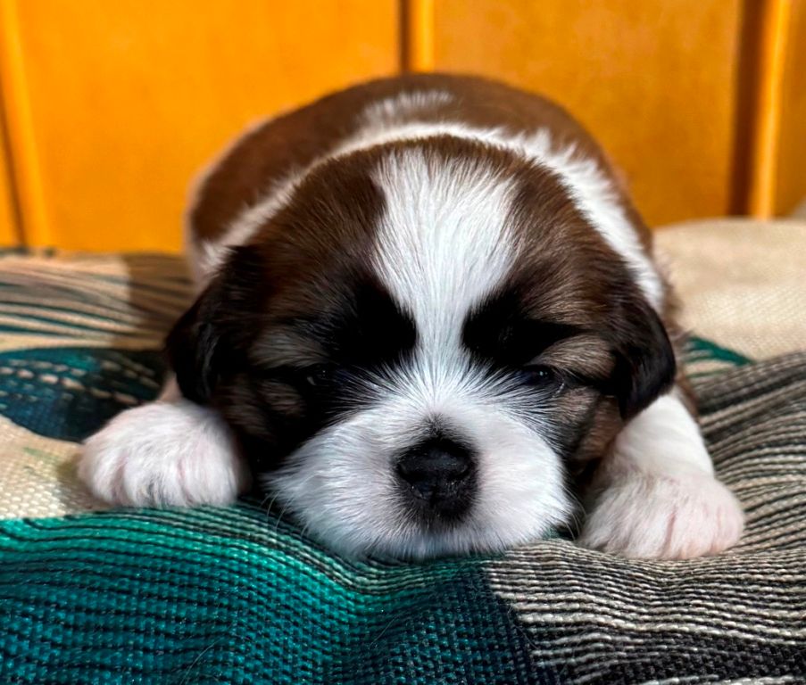 des Merveilles D'Oceane - Chiots disponibles - Shih Tzu