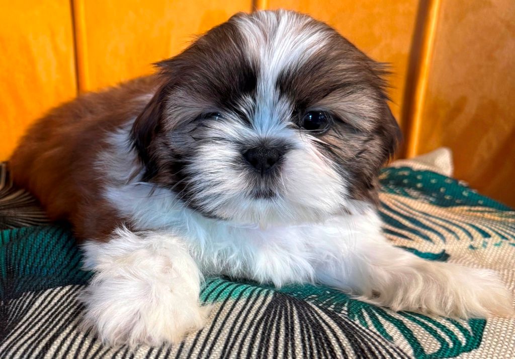 des Merveilles D'Oceane - Chiots disponibles - Shih Tzu