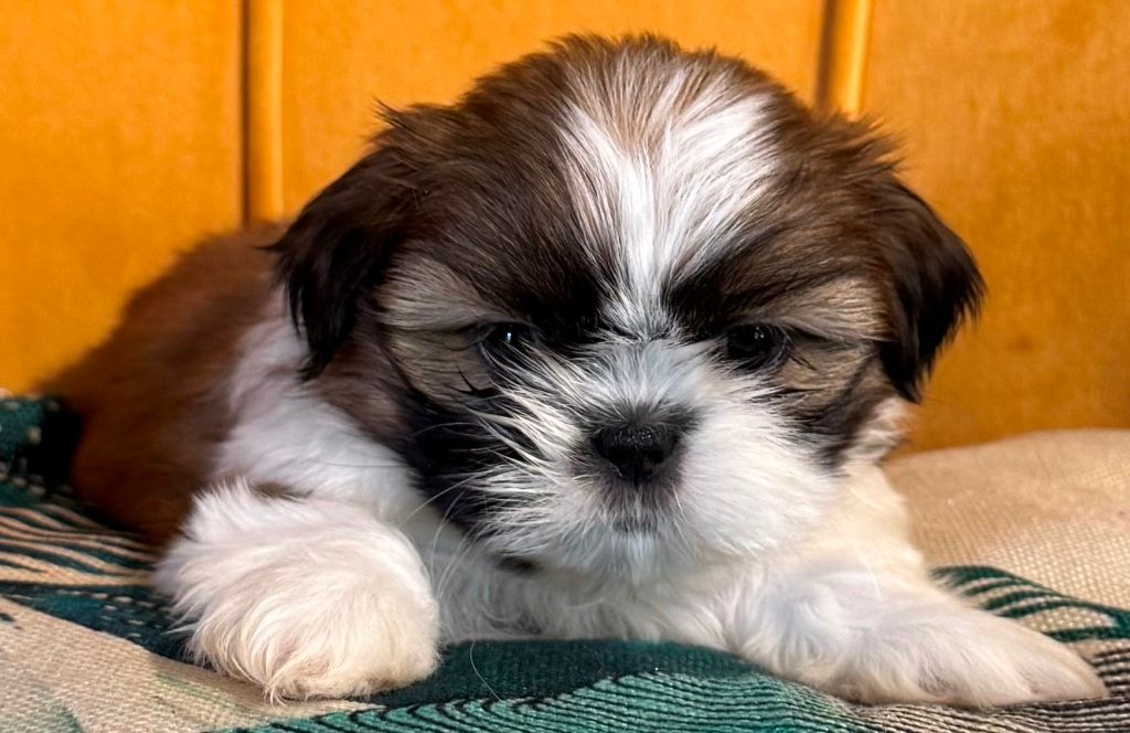 des Merveilles D'Oceane - Chiots disponibles - Shih Tzu