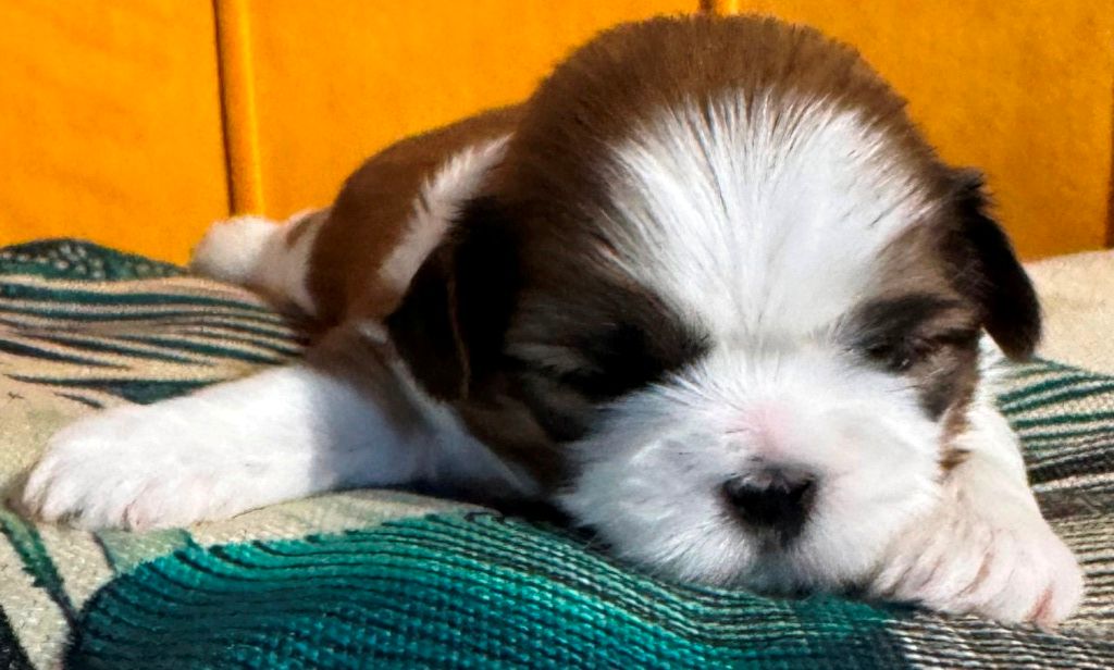 des Merveilles D'Oceane - Chiots disponibles - Shih Tzu