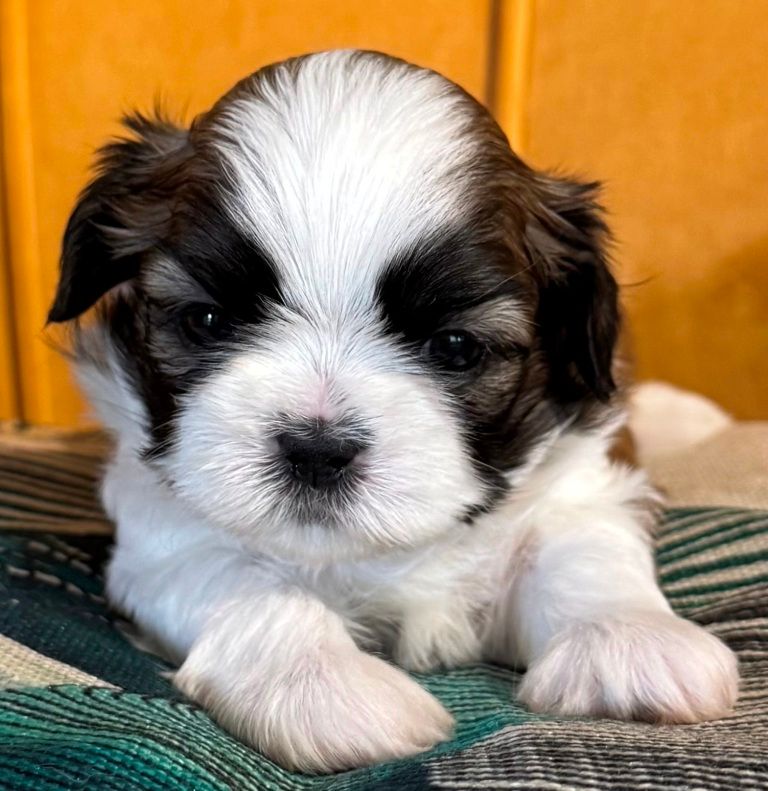 des Merveilles D'Oceane - Chiots disponibles - Shih Tzu