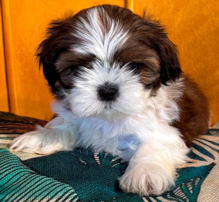 des Merveilles D'Oceane - Chiots disponibles - Shih Tzu
