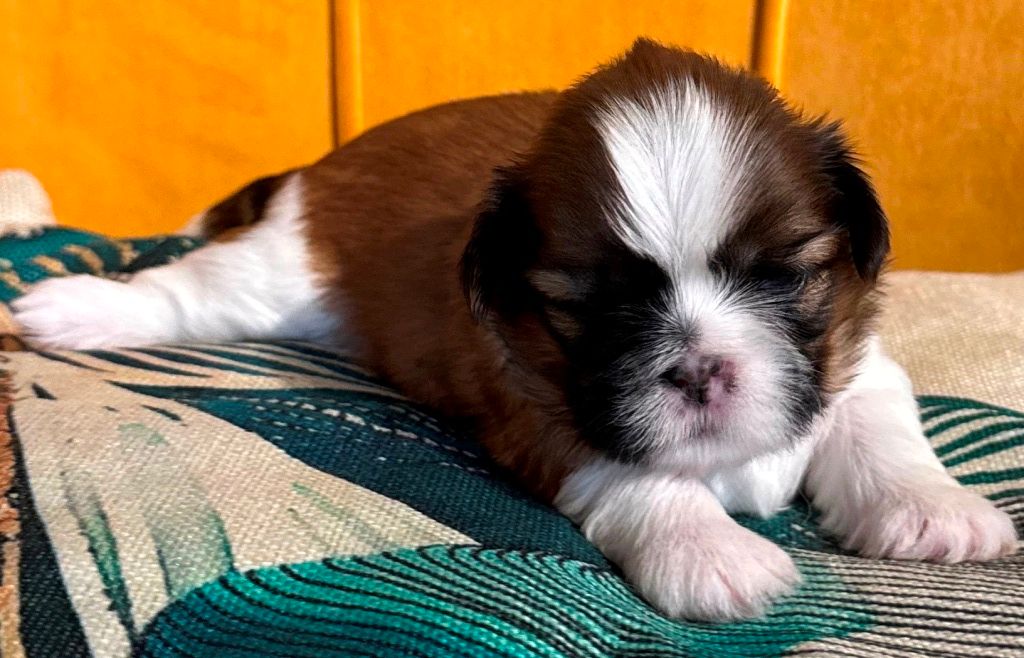 des Merveilles D'Oceane - Chiots disponibles - Shih Tzu