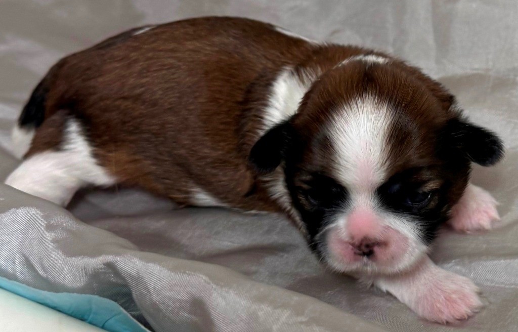 des Merveilles D'Oceane - Chiots disponibles - Shih Tzu