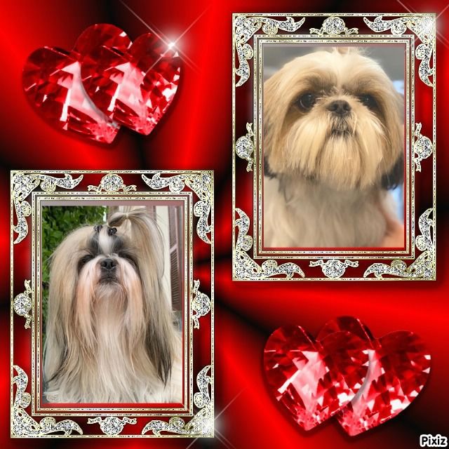 Chiot Shih Tzu des Merveilles D'Oceane
