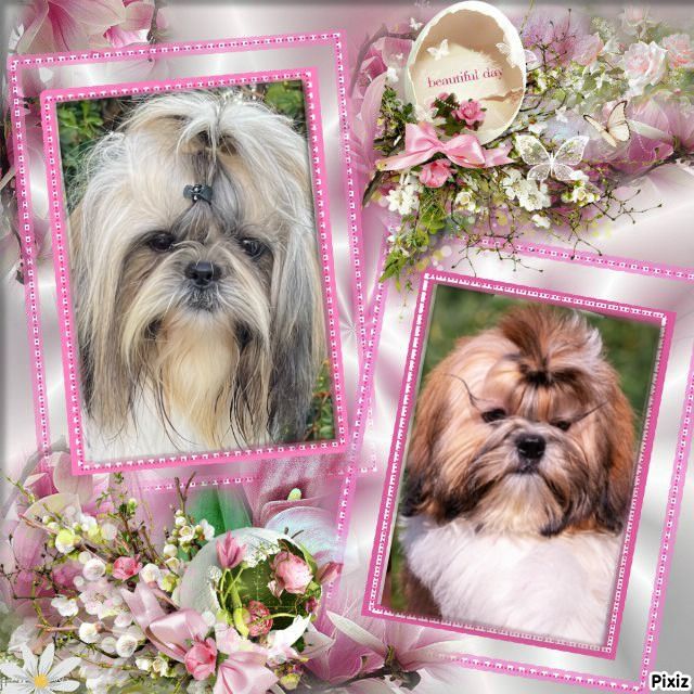 des Merveilles D'Oceane - Shih Tzu - Portée née le 19/11/2025