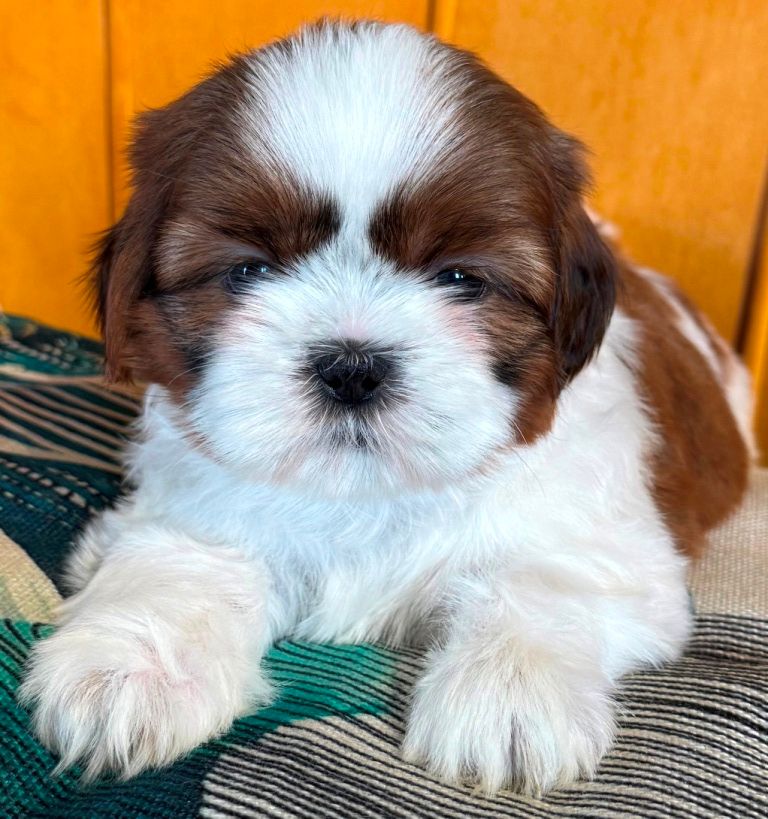 des Merveilles D'Oceane - Chiots disponibles - Shih Tzu
