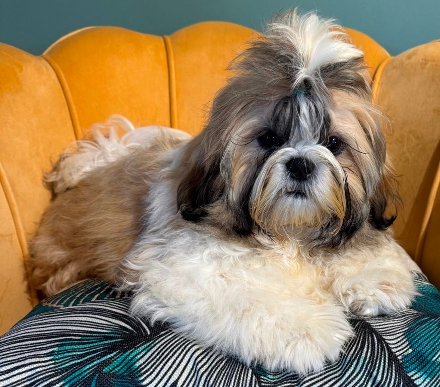 des Merveilles D'Oceane - Chiots disponibles - Shih Tzu