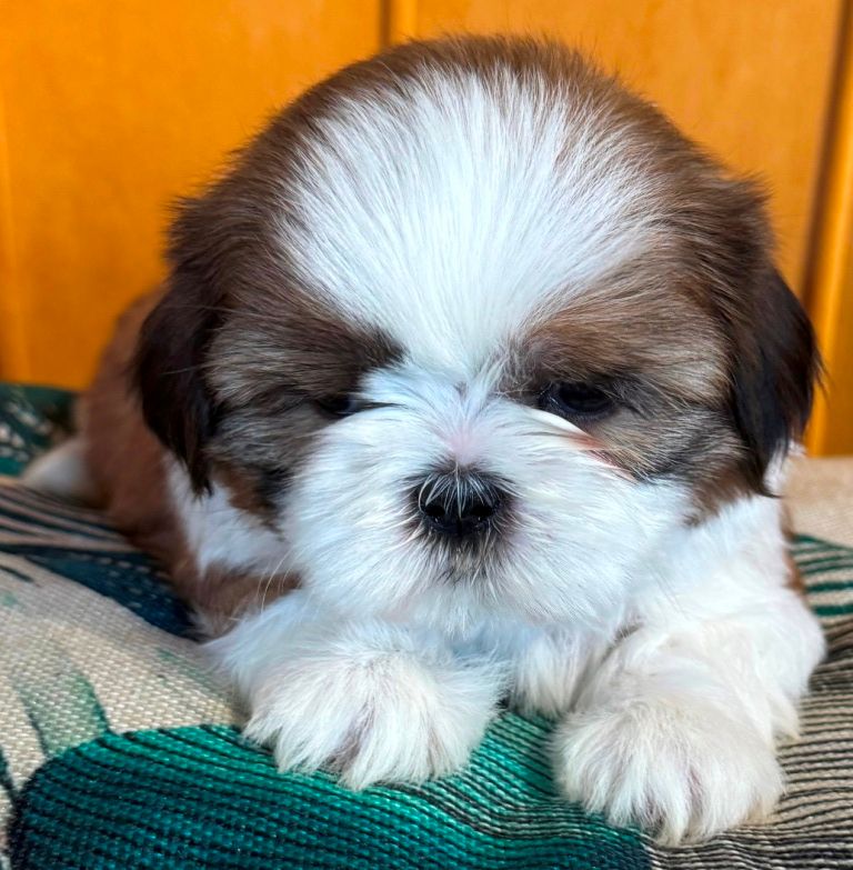 des Merveilles D'Oceane - Chiots disponibles - Shih Tzu