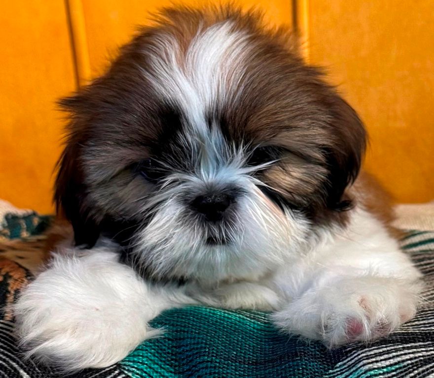 des Merveilles D'Oceane - Chiots disponibles - Shih Tzu