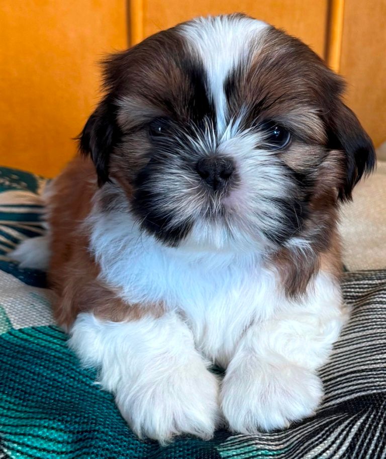 des Merveilles D'Oceane - Chiots disponibles - Shih Tzu