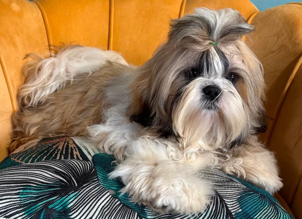 des Merveilles D'Oceane - Chiots disponibles - Shih Tzu