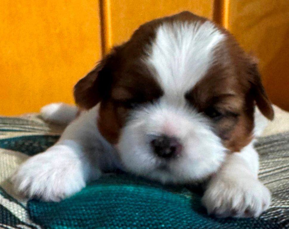 des Merveilles D'Oceane - Chiots disponibles - Shih Tzu