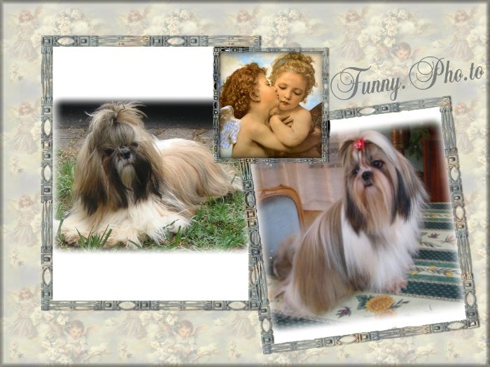 Chiot Shih Tzu des Merveilles D'Oceane