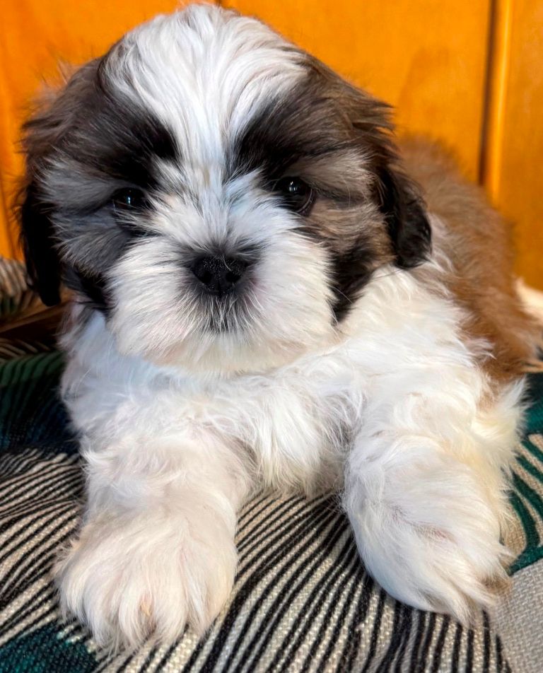 des Merveilles D'Oceane - Chiots disponibles - Shih Tzu