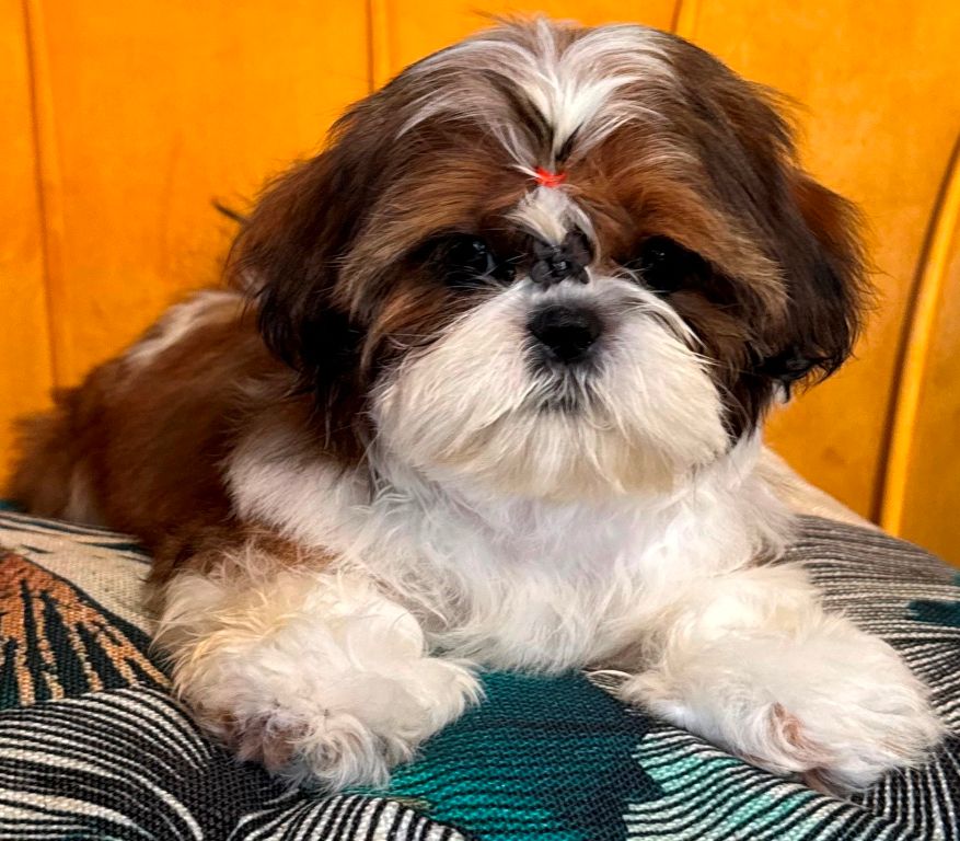 des Merveilles D'Oceane - Chiots disponibles - Shih Tzu