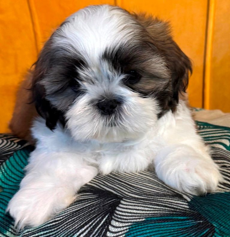 des Merveilles D'Oceane - Chiots disponibles - Shih Tzu