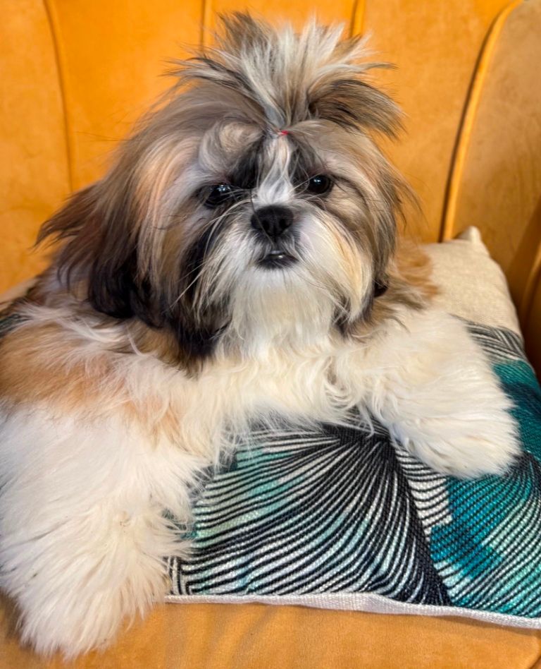 des Merveilles D'Oceane - Chiots disponibles - Shih Tzu