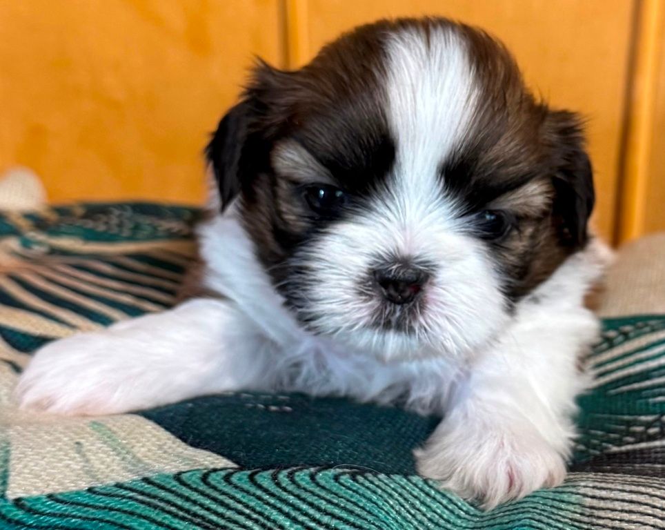 des Merveilles D'Oceane - Chiots disponibles - Shih Tzu