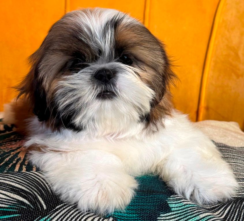 des Merveilles D'Oceane - Chiots disponibles - Shih Tzu