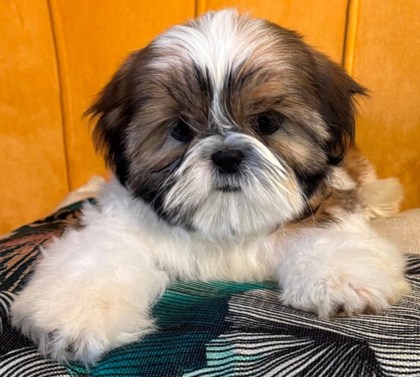 des Merveilles D'Oceane - Chiots disponibles - Shih Tzu
