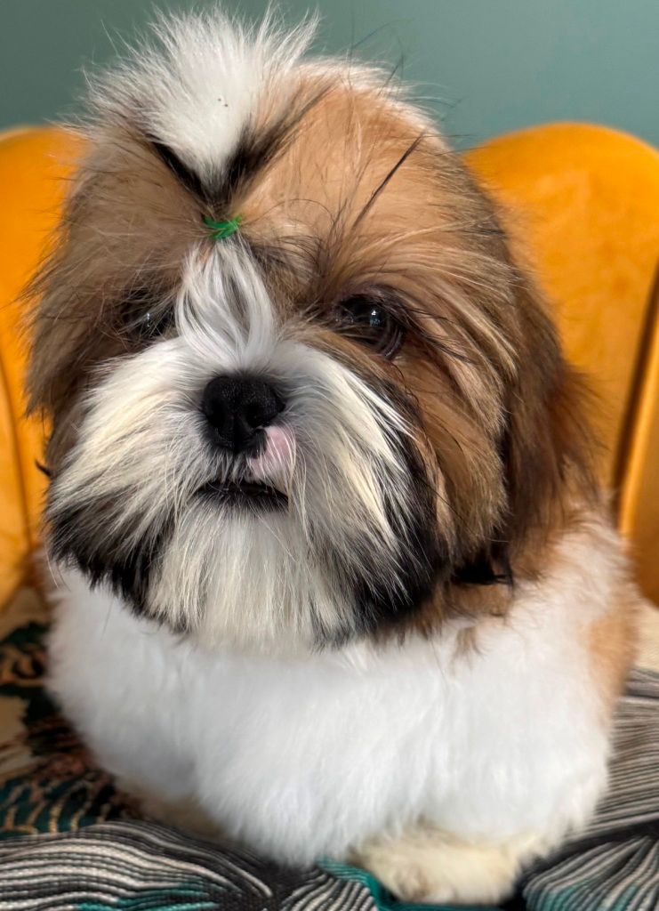 des Merveilles D'Oceane - Chiots disponibles - Shih Tzu