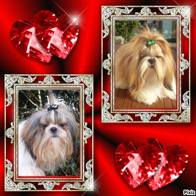 Chiot Shih Tzu des Merveilles D'Oceane