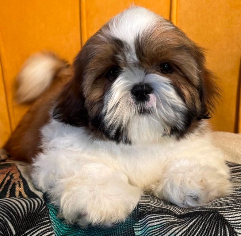 des Merveilles D'Oceane - Chiots disponibles - Shih Tzu