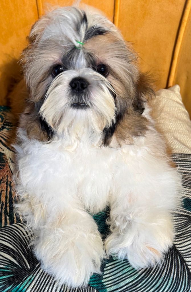 des Merveilles D'Oceane - Chiots disponibles - Shih Tzu
