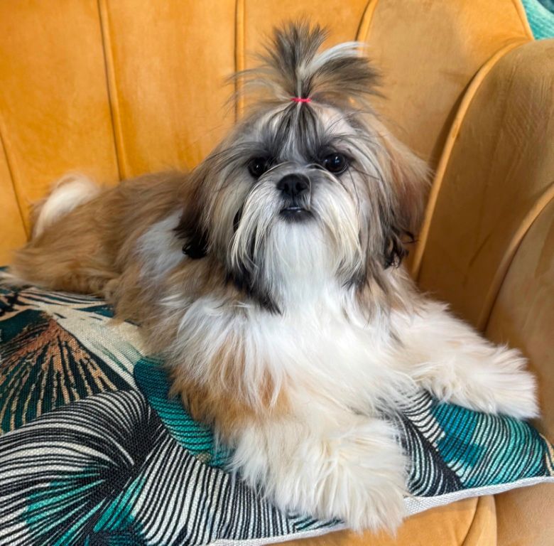 des Merveilles D'Oceane - Chiots disponibles - Shih Tzu