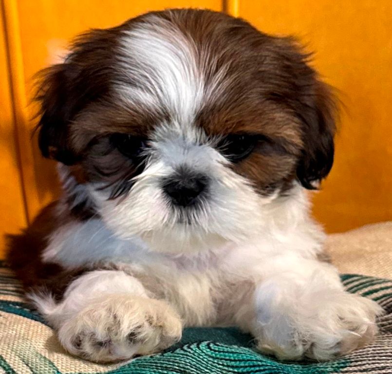 des Merveilles D'Oceane - Chiots disponibles - Shih Tzu
