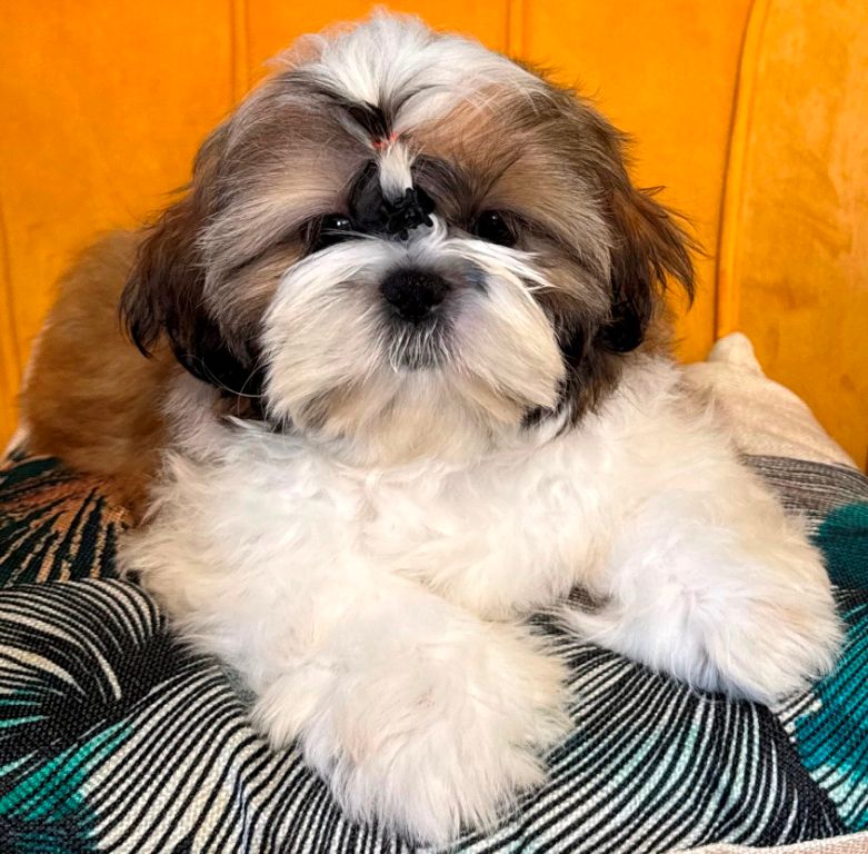 des Merveilles D'Oceane - Chiots disponibles - Shih Tzu