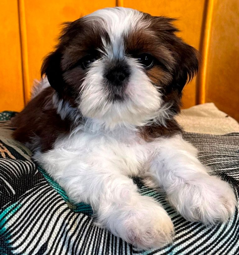 des Merveilles D'Oceane - Chiots disponibles - Shih Tzu