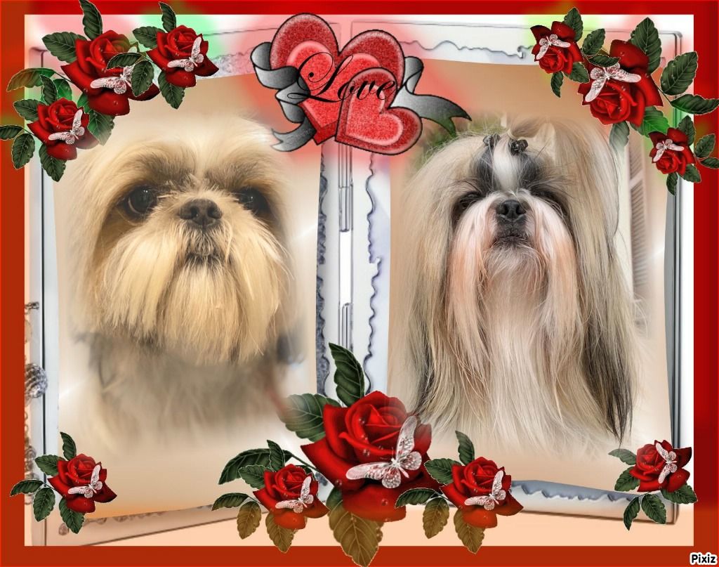 Chiot Shih Tzu des Merveilles D'Oceane