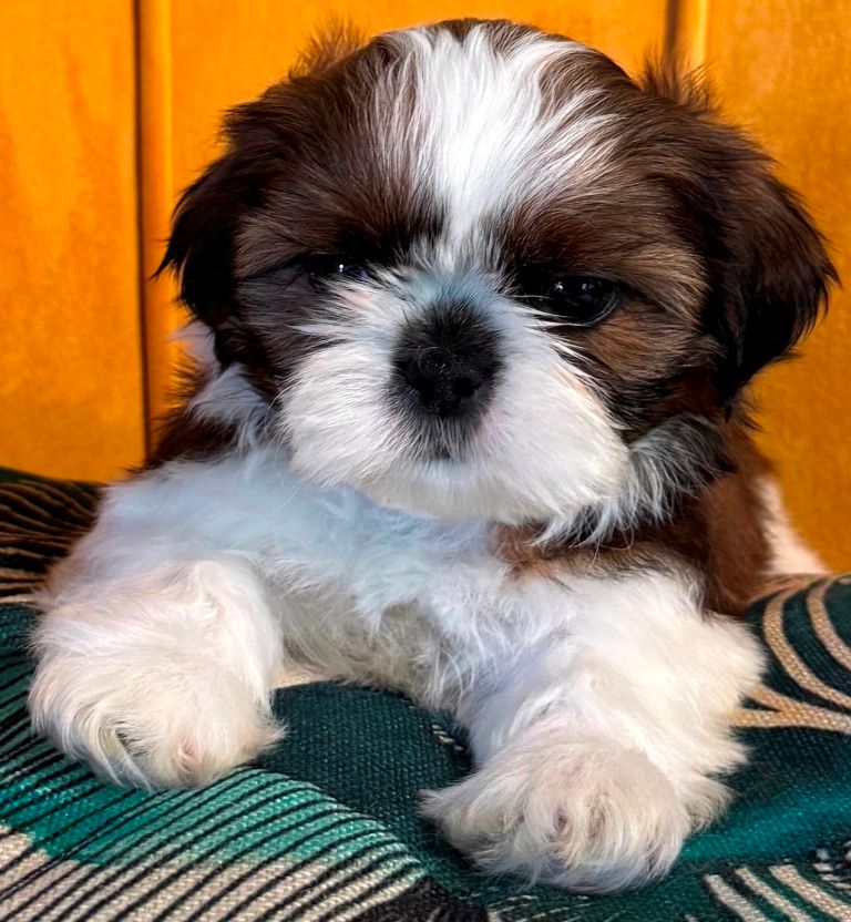 des Merveilles D'Oceane - Chiots disponibles - Shih Tzu