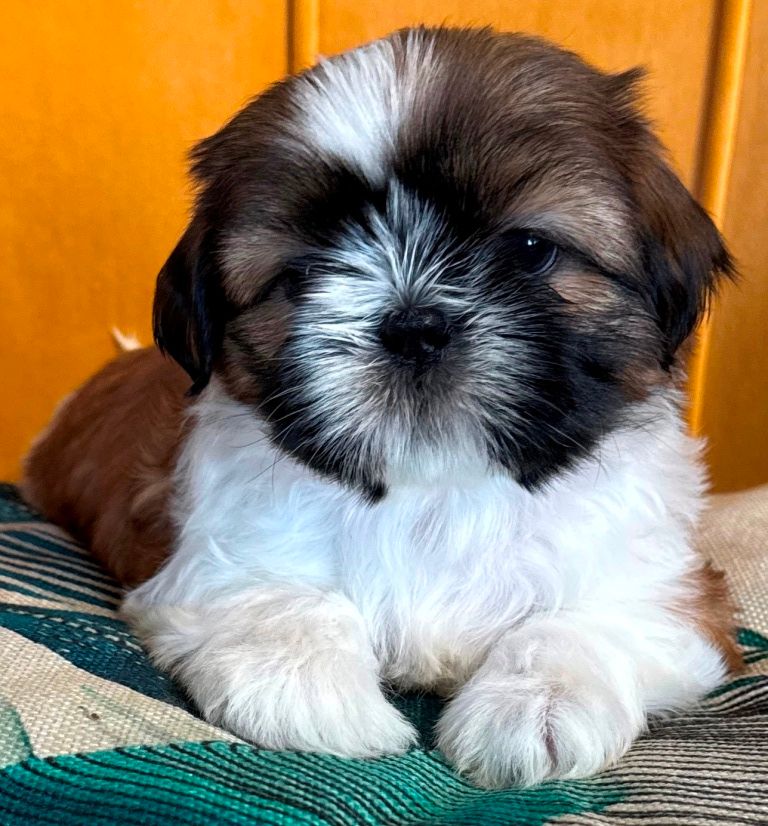 des Merveilles D'Oceane - Chiots disponibles - Shih Tzu
