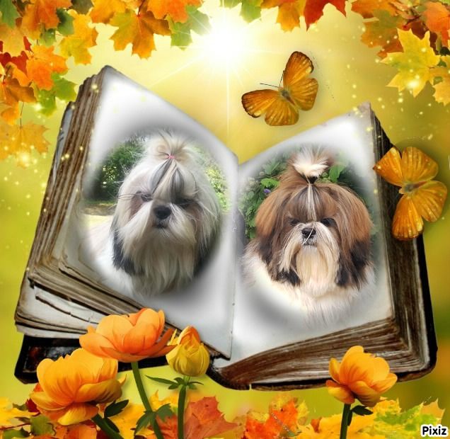 Chiot Shih Tzu des Merveilles D'Oceane